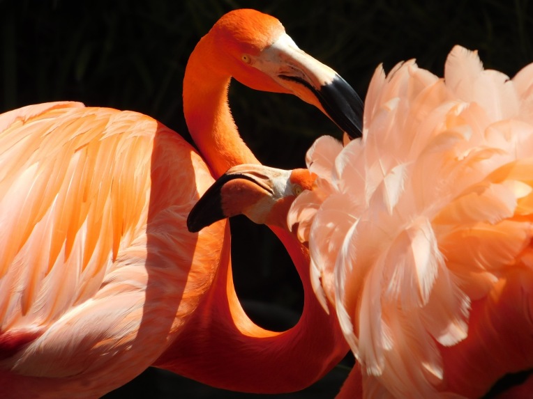 flamingos-wp